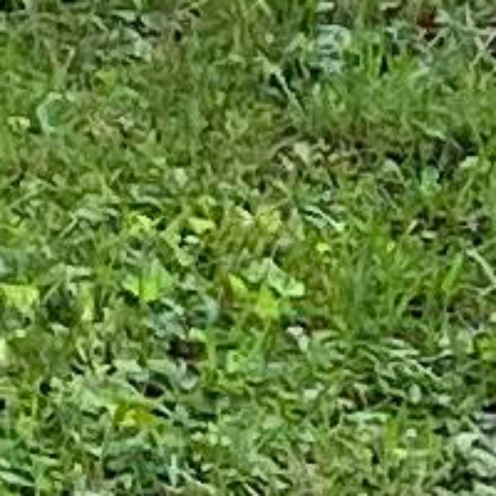 Meet your Posher, Donatella